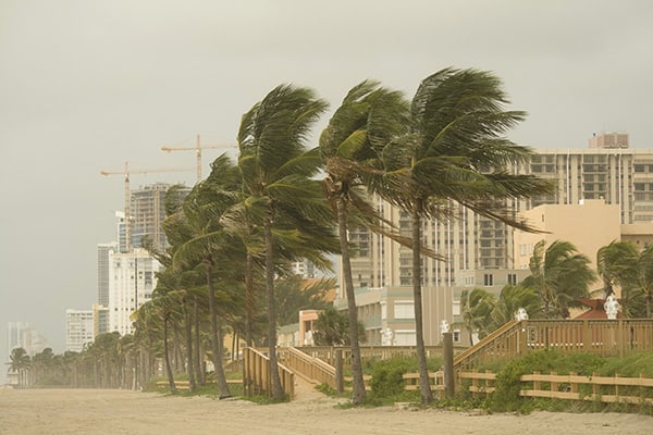 Palm trees in hurricane