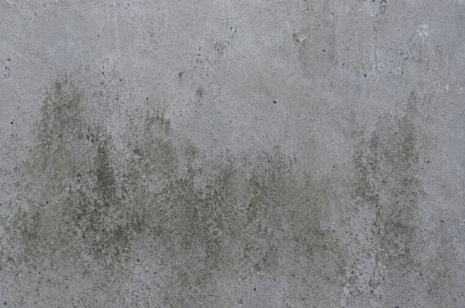 Mold growing on a concrete surface with dark moisture stains.
